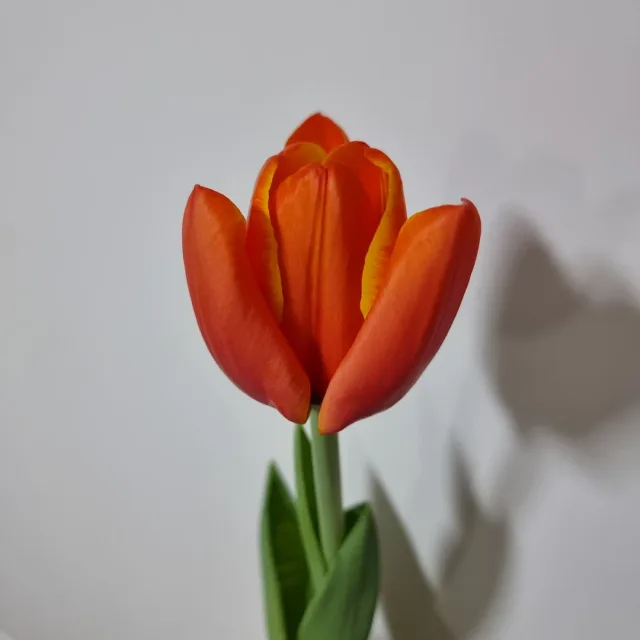 쓰리로리