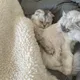 모모는모모