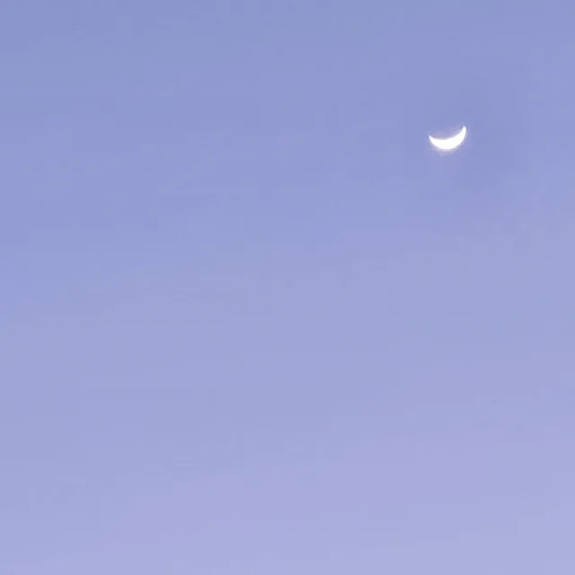 해바리기