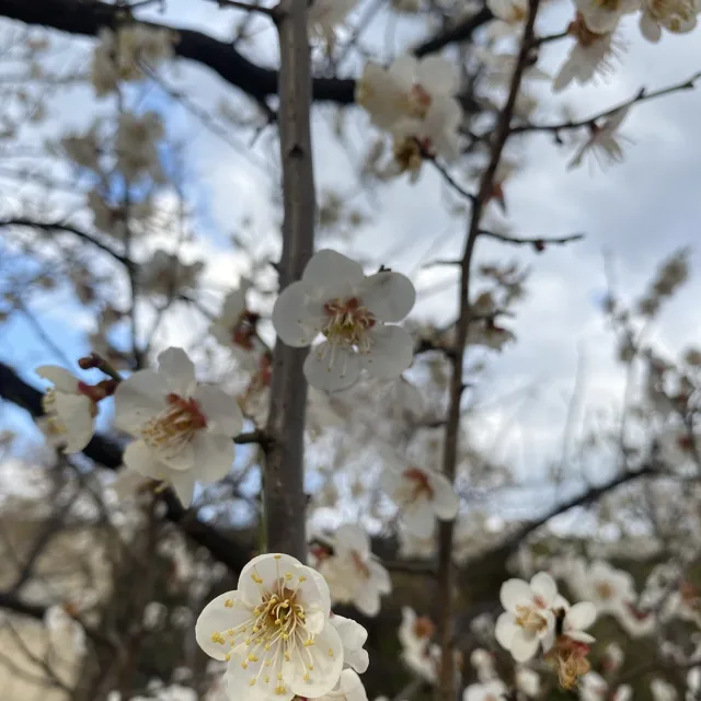 부루님