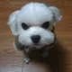 짱가