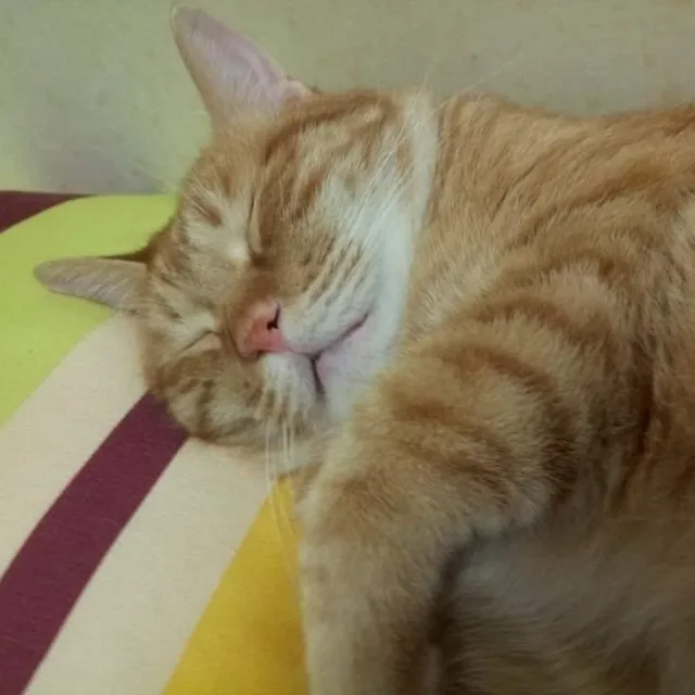 진하