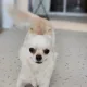 윤부