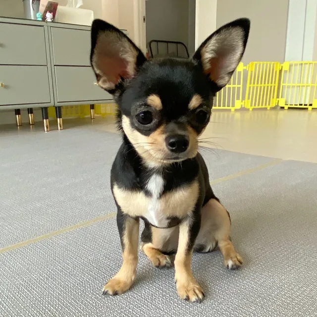 꼬실언니