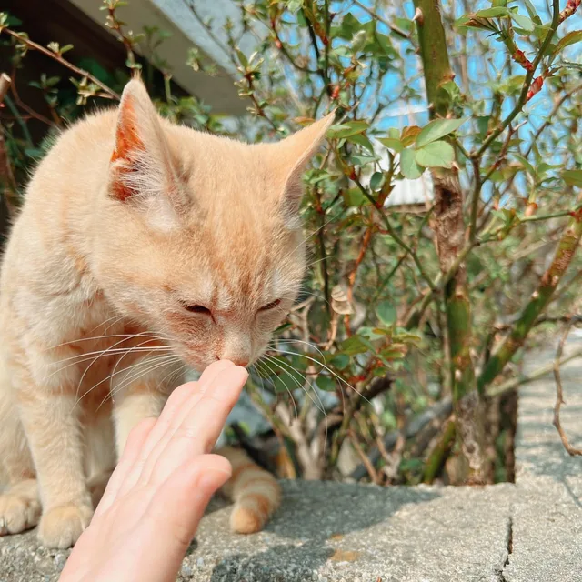 율콩