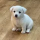 뽀나