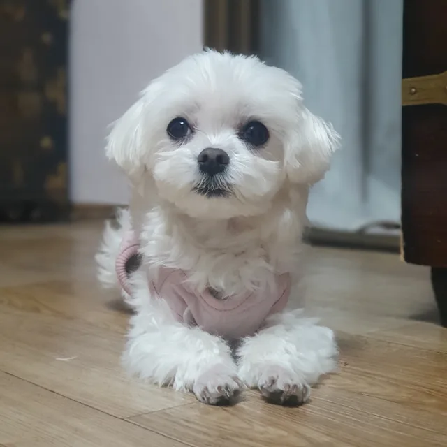 향기