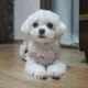 향기