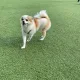 카시오