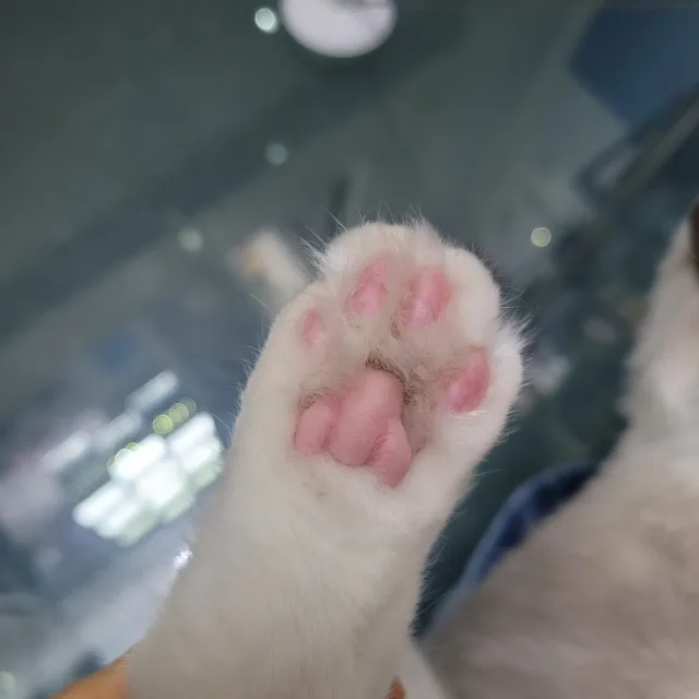 오렌지카라멜