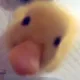 따오