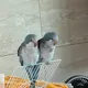 블루몬