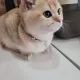츄리