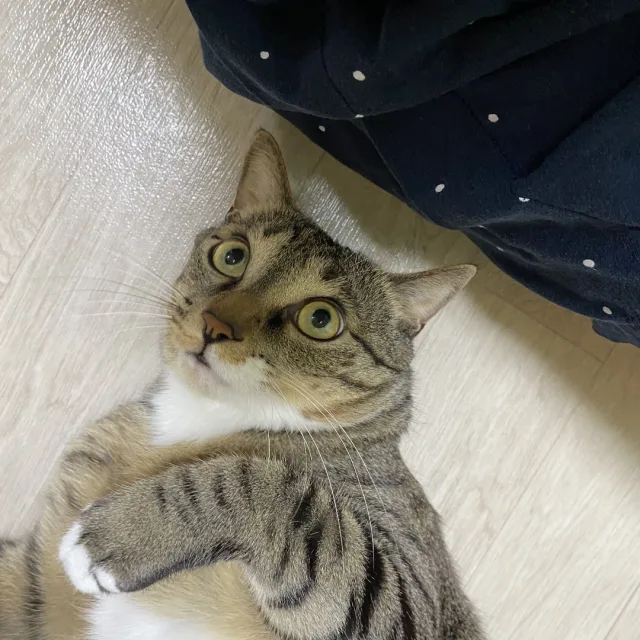 초초