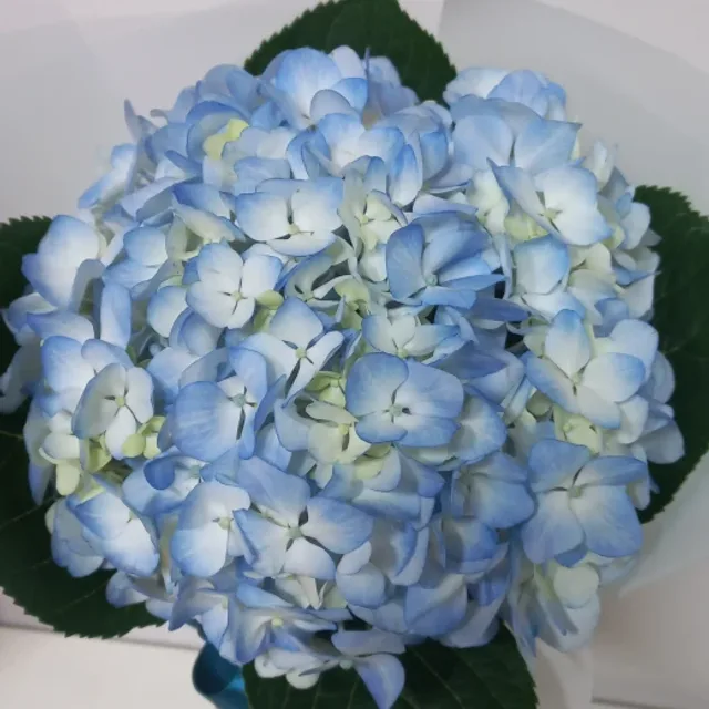 봄이네