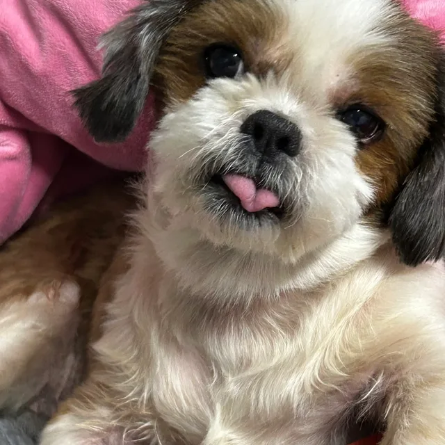 쭈누나나