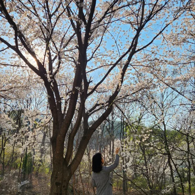 콩순맘