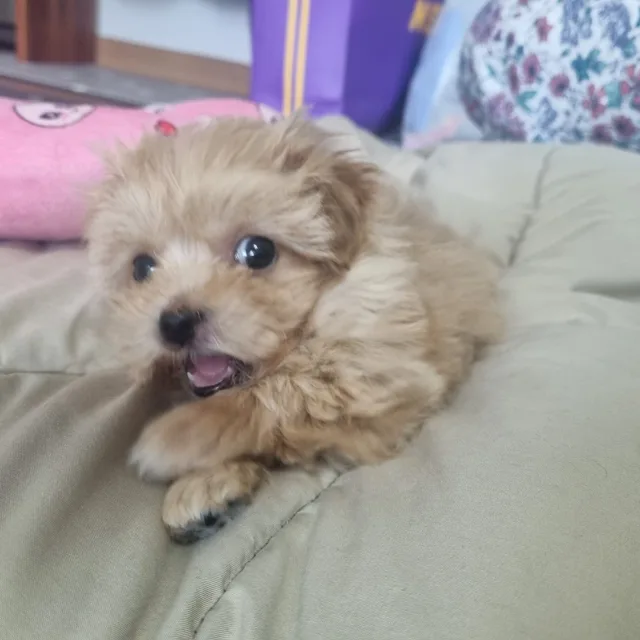 댕근
