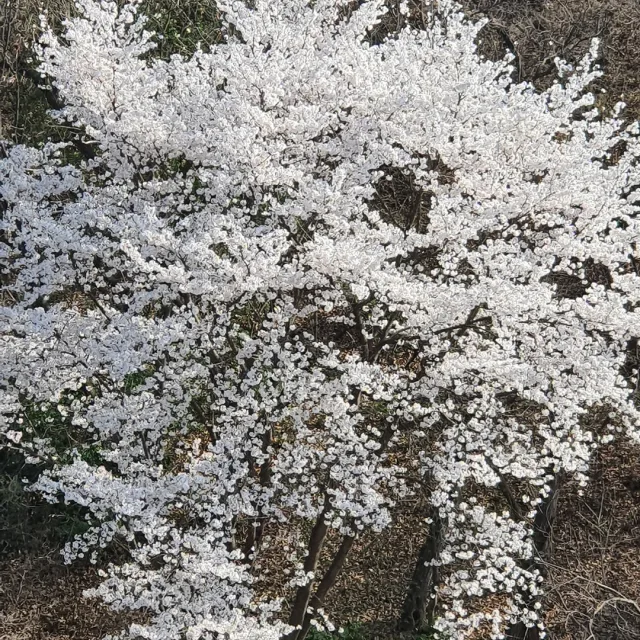 빨간곰탱이