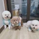 초코칸몽이