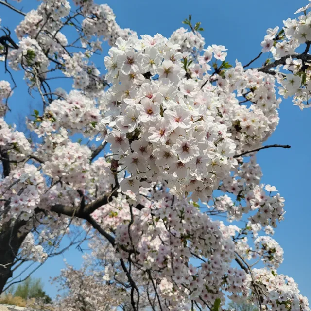 라임