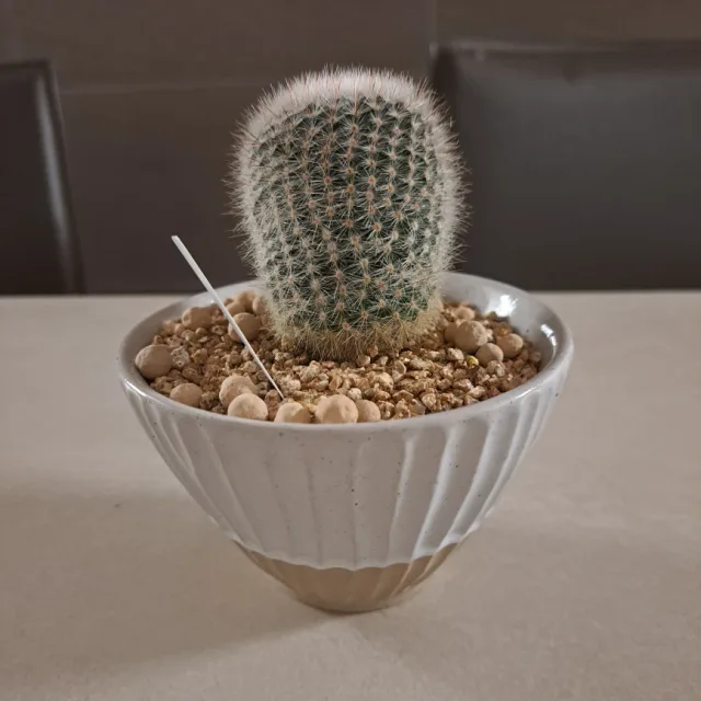 여름