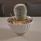 여름