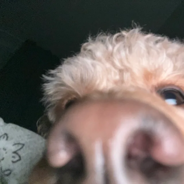 꿀꿀최고돼지