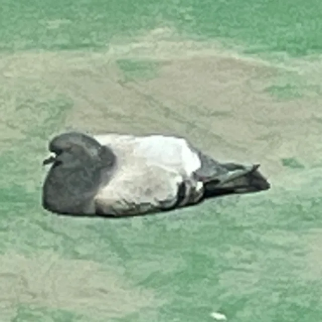구구빵