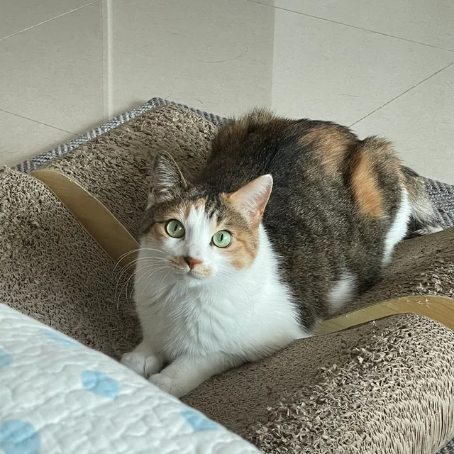 야옹야용