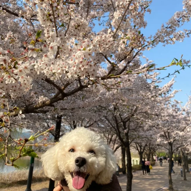 심빠덜