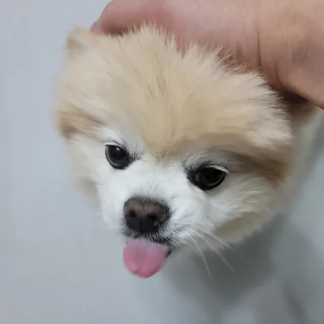 중탱이