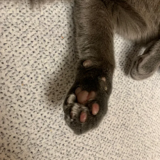 냥냐닝냥냥