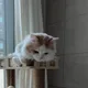 휘쏘