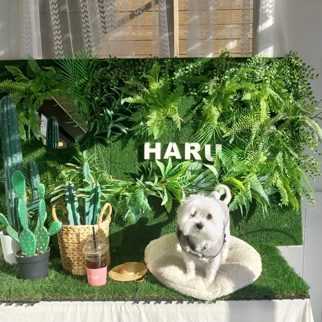 별사랑