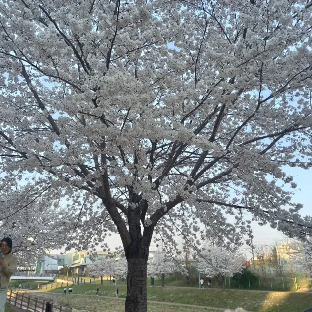 오띠