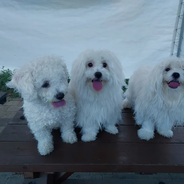 청산아지매