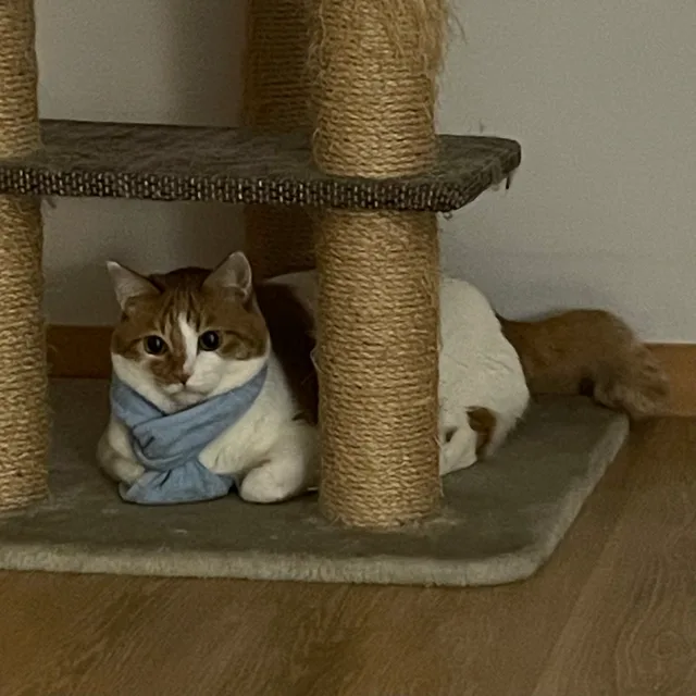짱보리