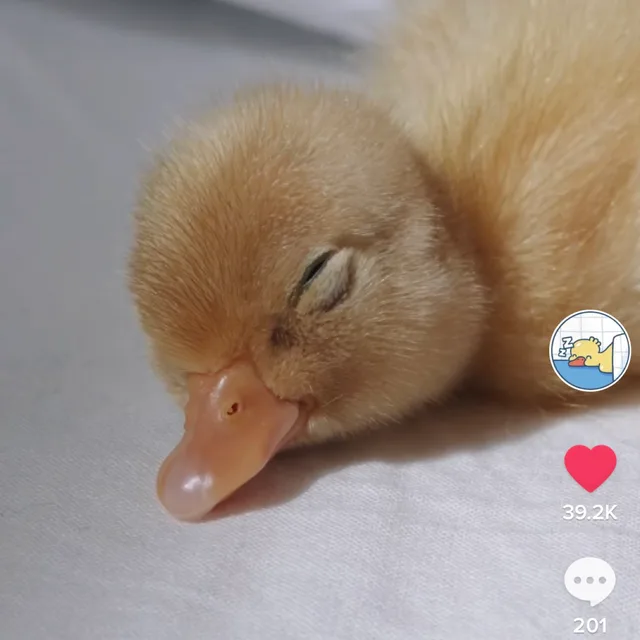 과소비요정