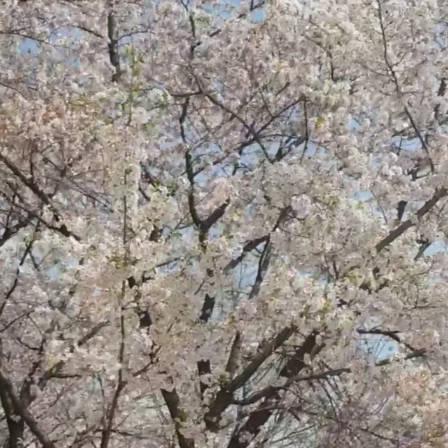 알라미