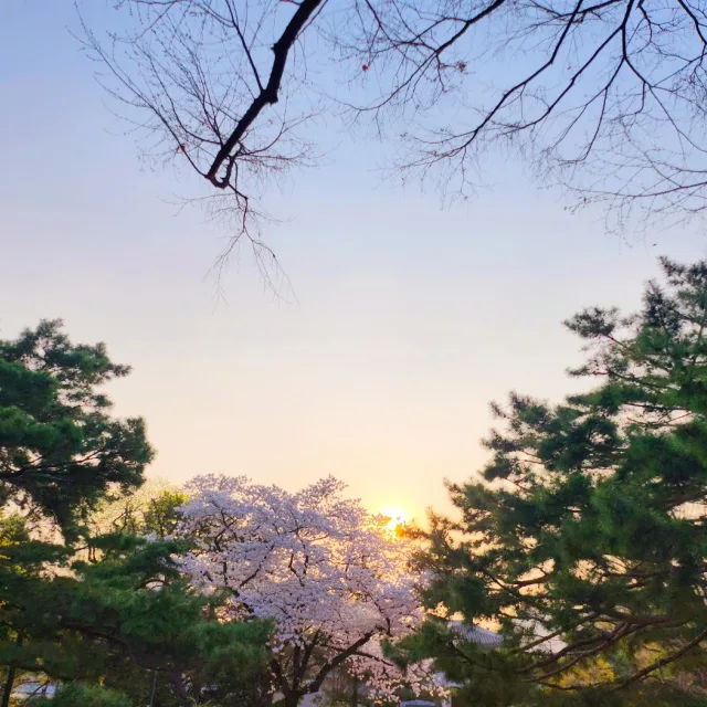 영감고양이