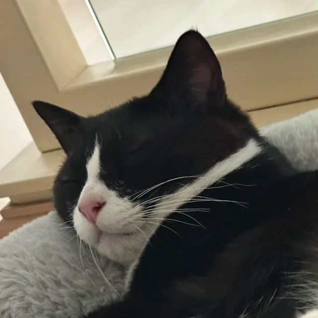 꼬새