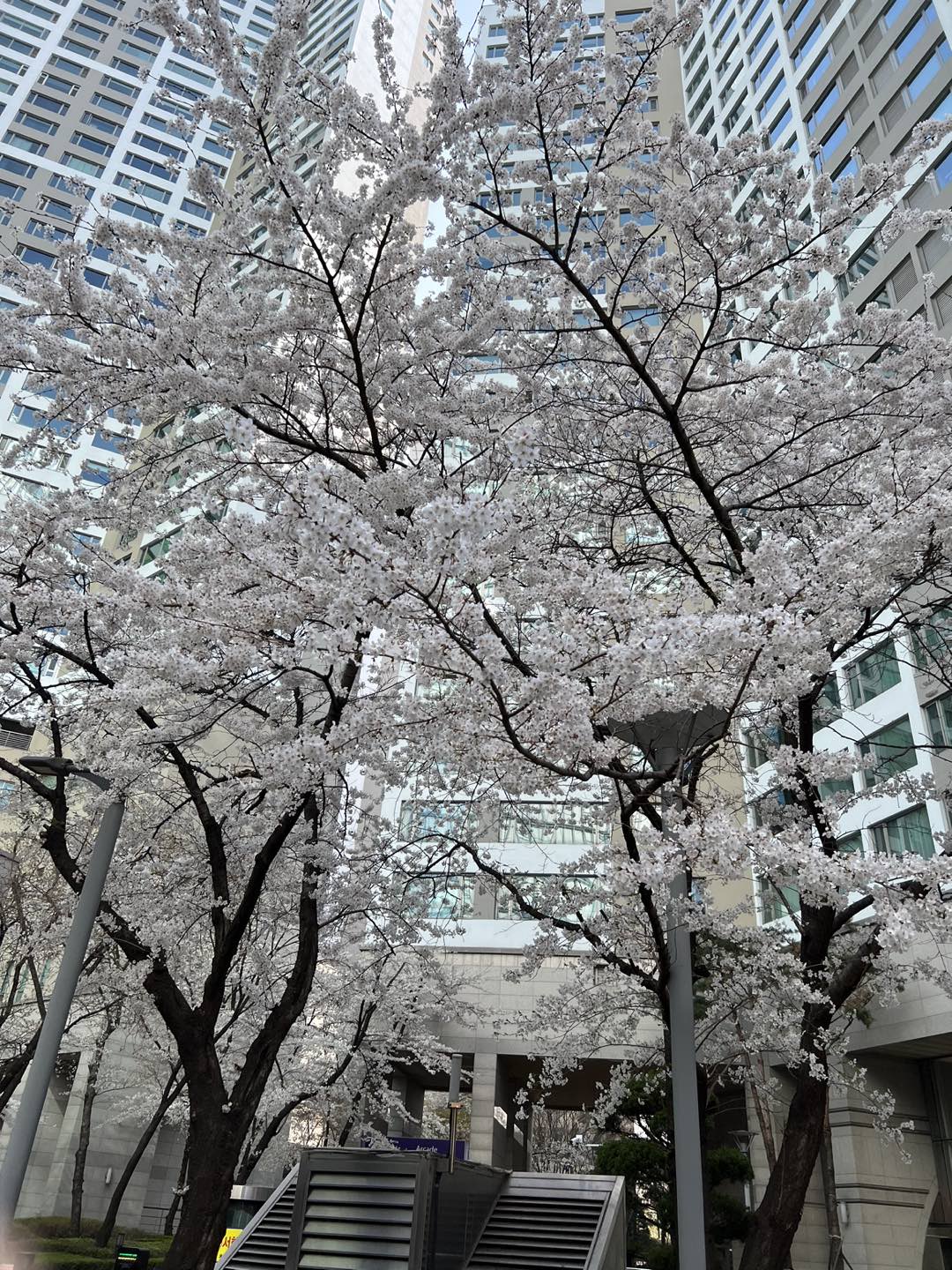유보나