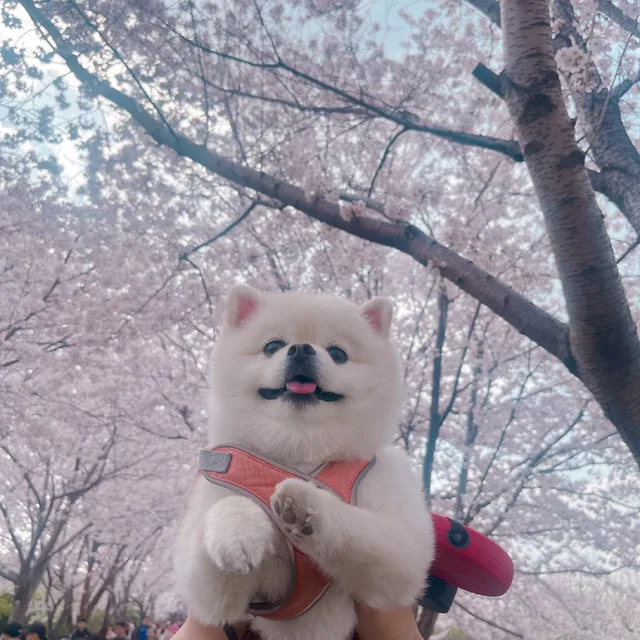몽몽