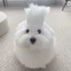 당근당근