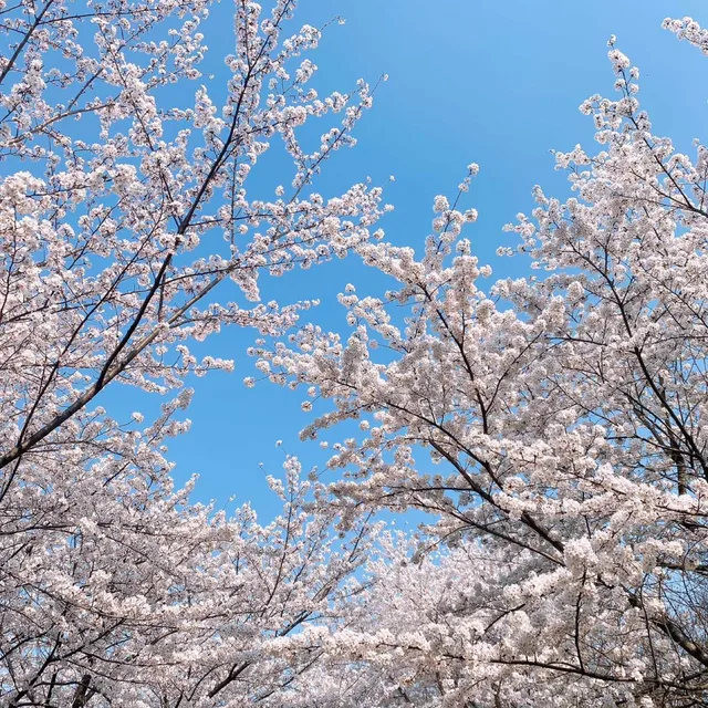 풍동이