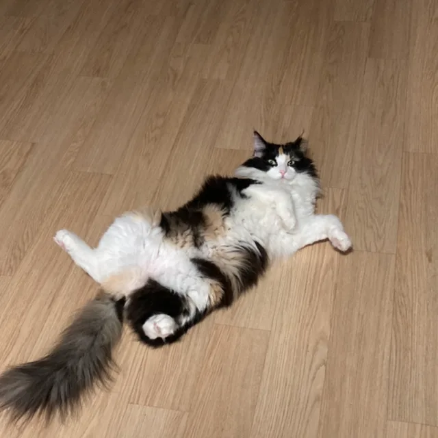 복돌이