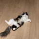복돌이