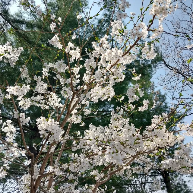 달나라토끼
