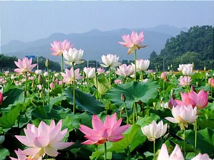 해바라기